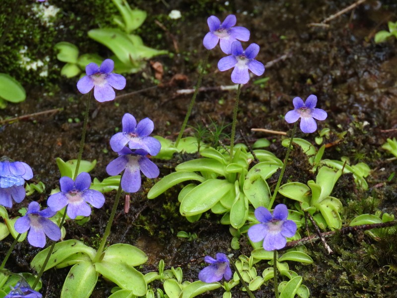 California Butterwort photo 3