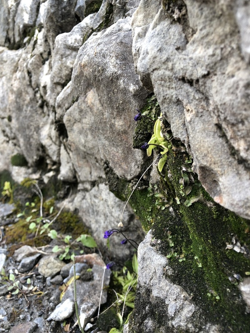 California Butterwort photo 4