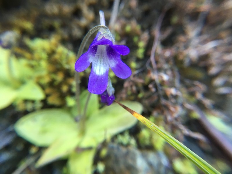 California Butterwort photo 5