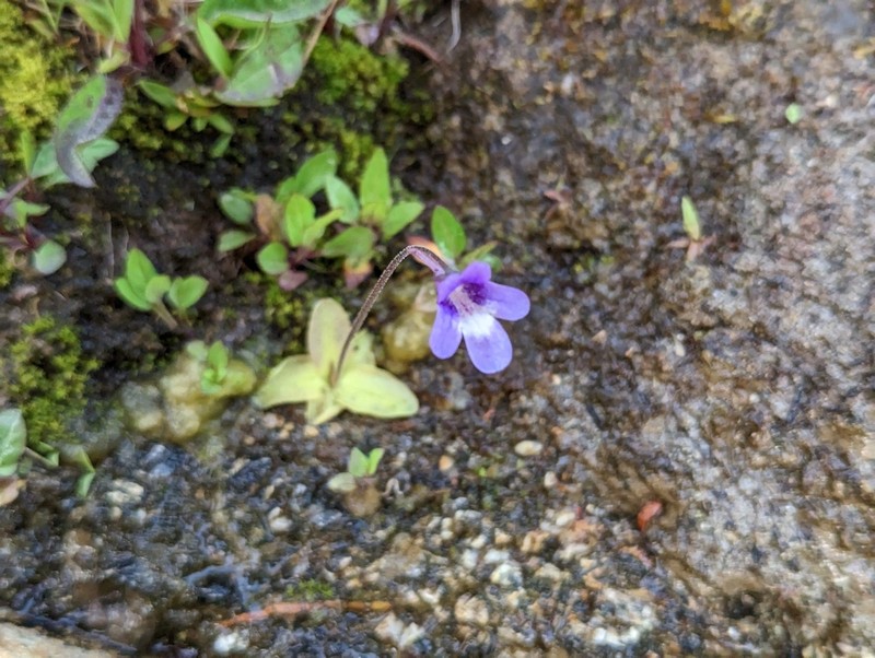 California Butterwort photo 6