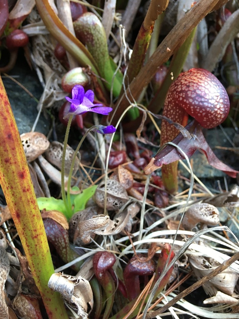 California Butterwort photo 7