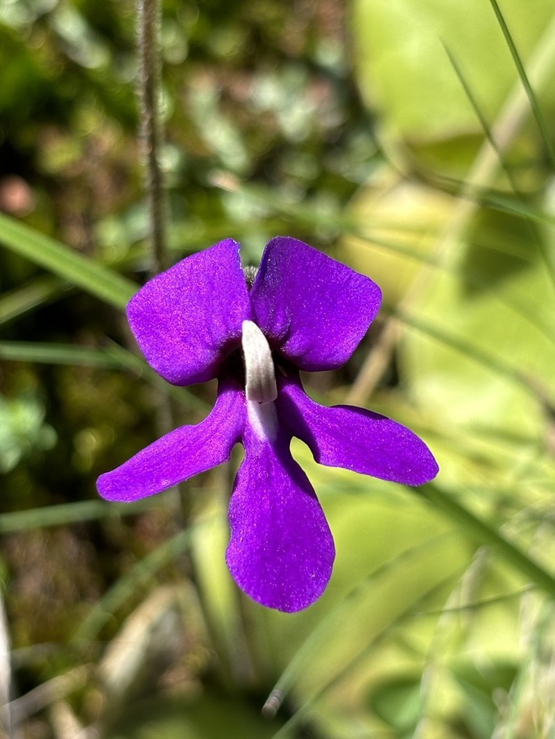 Pinguicula macrophylla