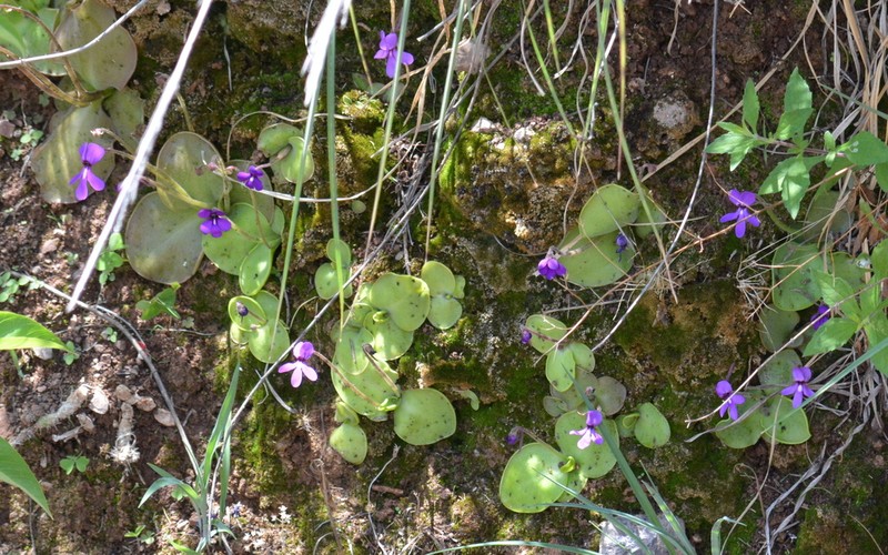 Pinguicula macrophylla photo 2