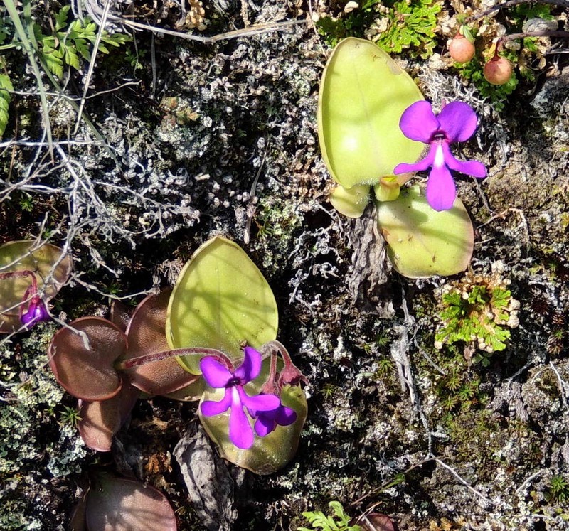 Pinguicula macrophylla photo 3