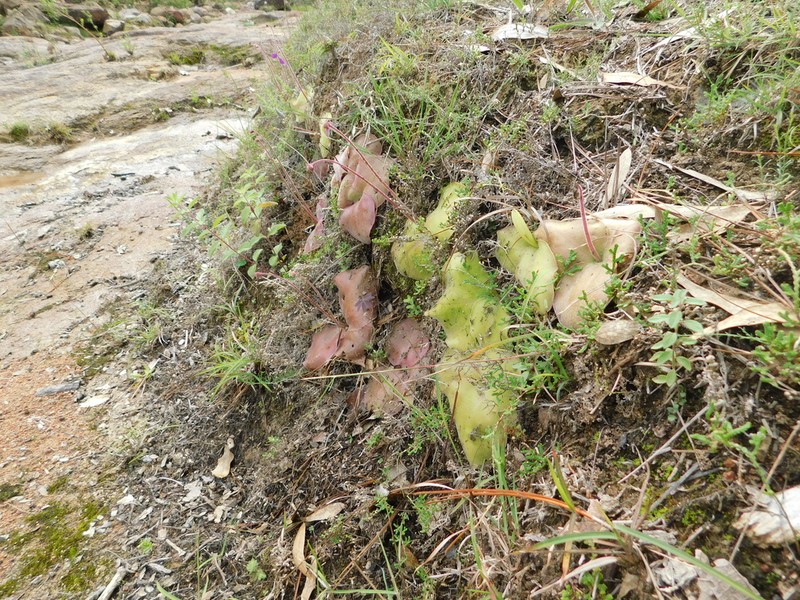 Pinguicula macrophylla photo 4