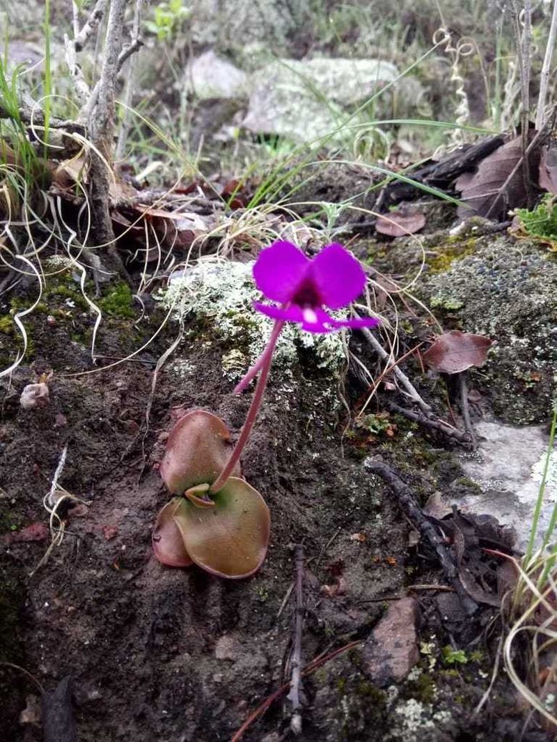 Pinguicula macrophylla photo 5