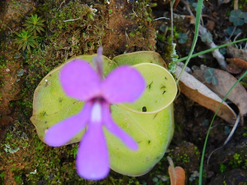 Pinguicula macrophylla photo 6