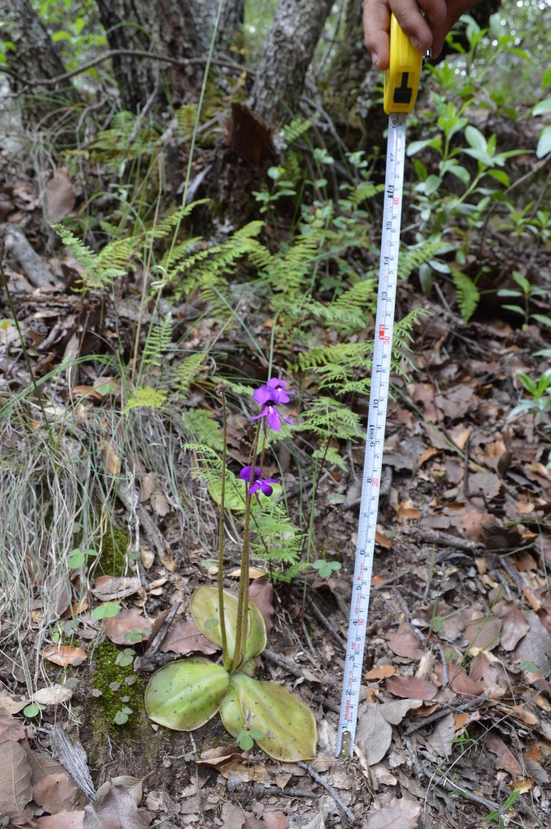 Pinguicula macrophylla photo 7