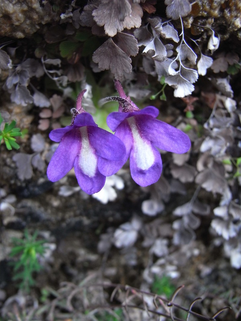 Pinguicula mariae