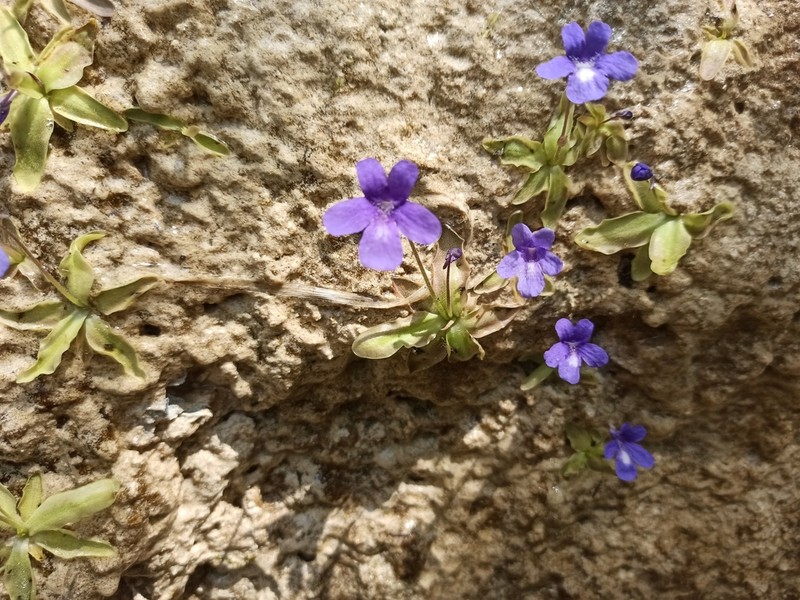 Pinguicula mariae photo 2