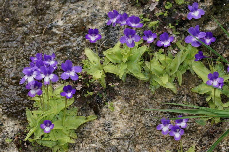 Pinguicula mariae photo 3