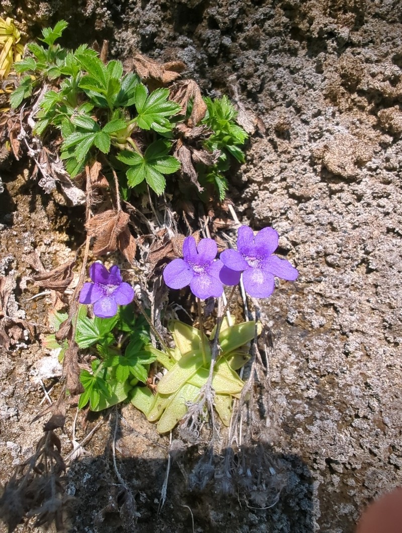 Pinguicula mariae photo 4
