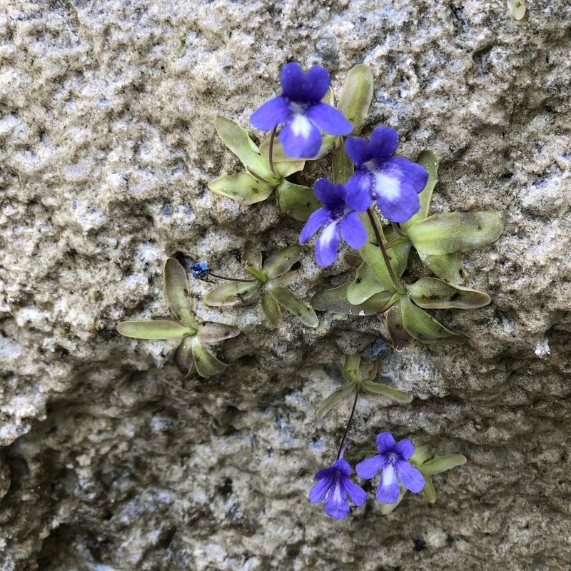 Pinguicula mariae photo 5