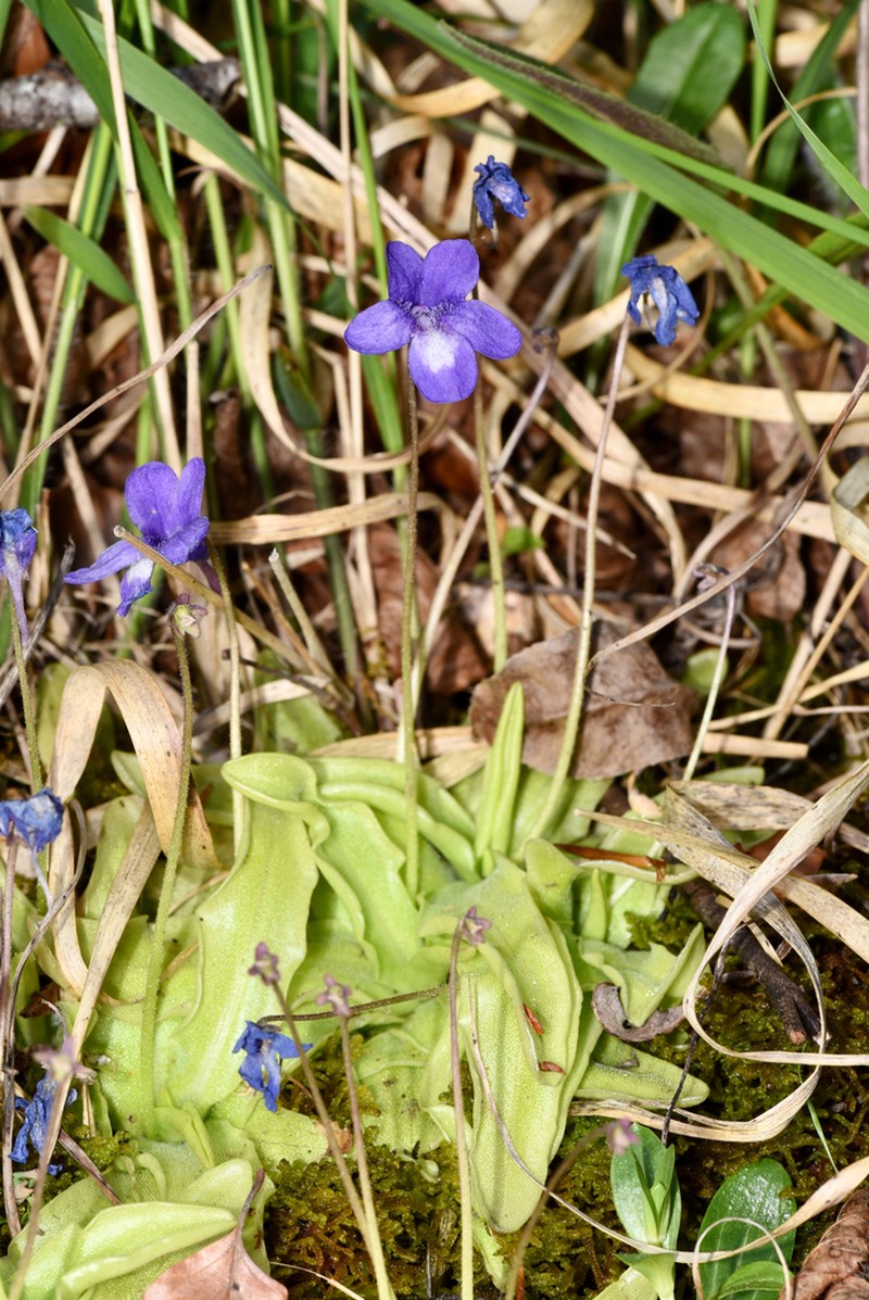 Pinguicula mariae photo 6