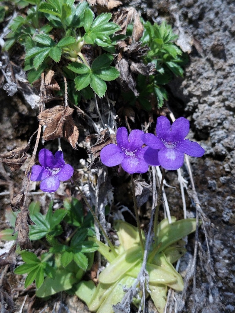 Pinguicula mariae photo 7