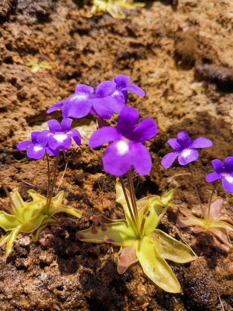 Pinguicula mariae photo 8