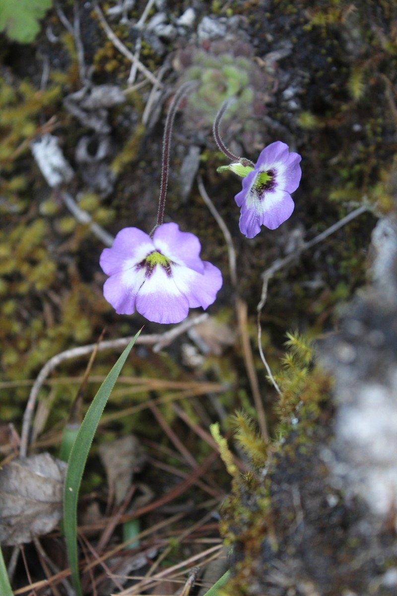 Pinguicula martinezii