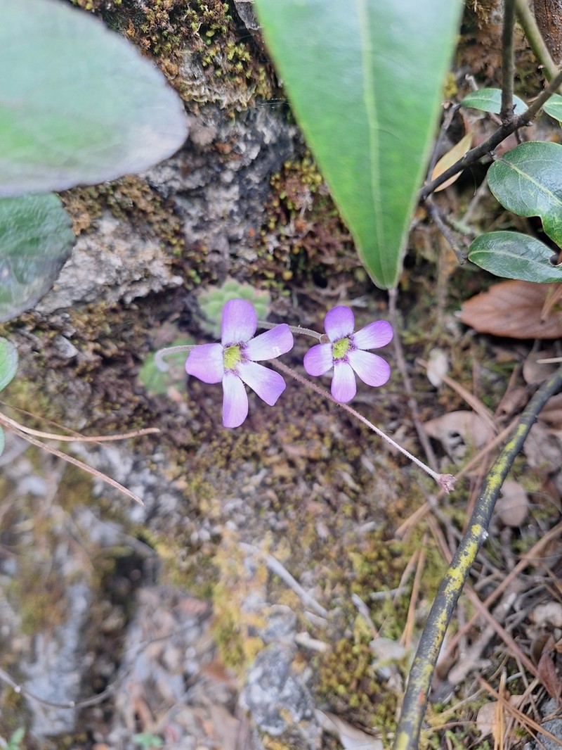 Pinguicula martinezii photo 3