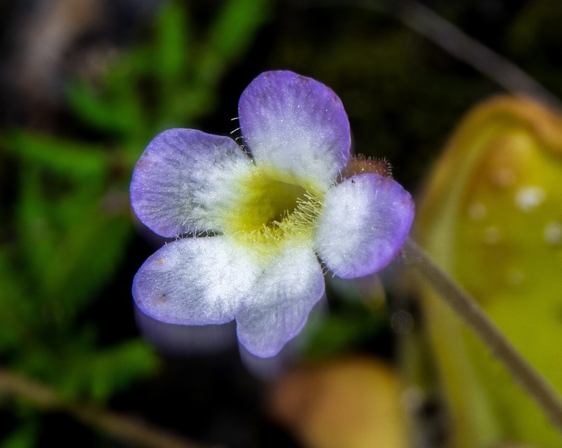 Pinguicula martinezii photo 4