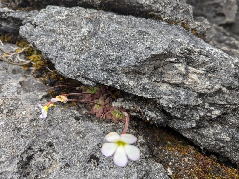 Pinguicula martinezii photo 5