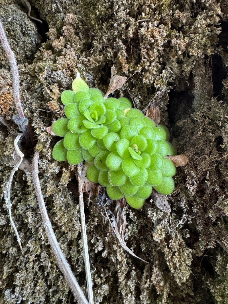 Pinguicula martinezii photo 6