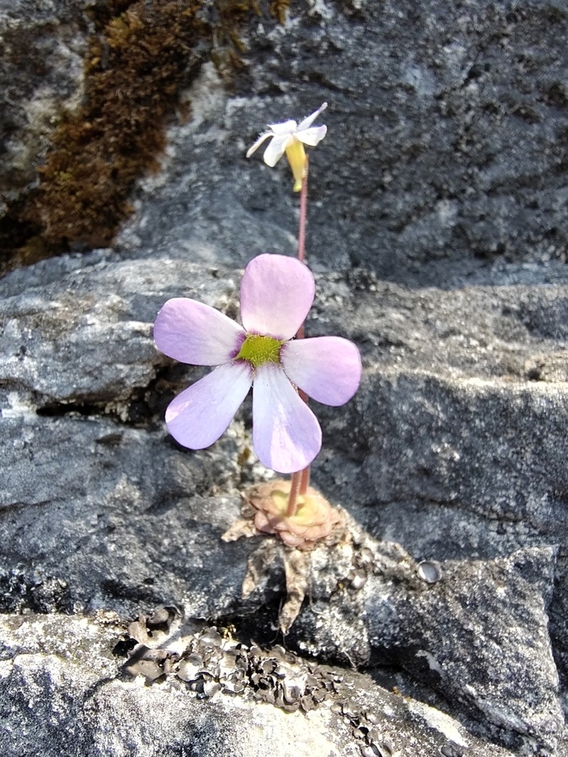 Pinguicula martinezii photo 7