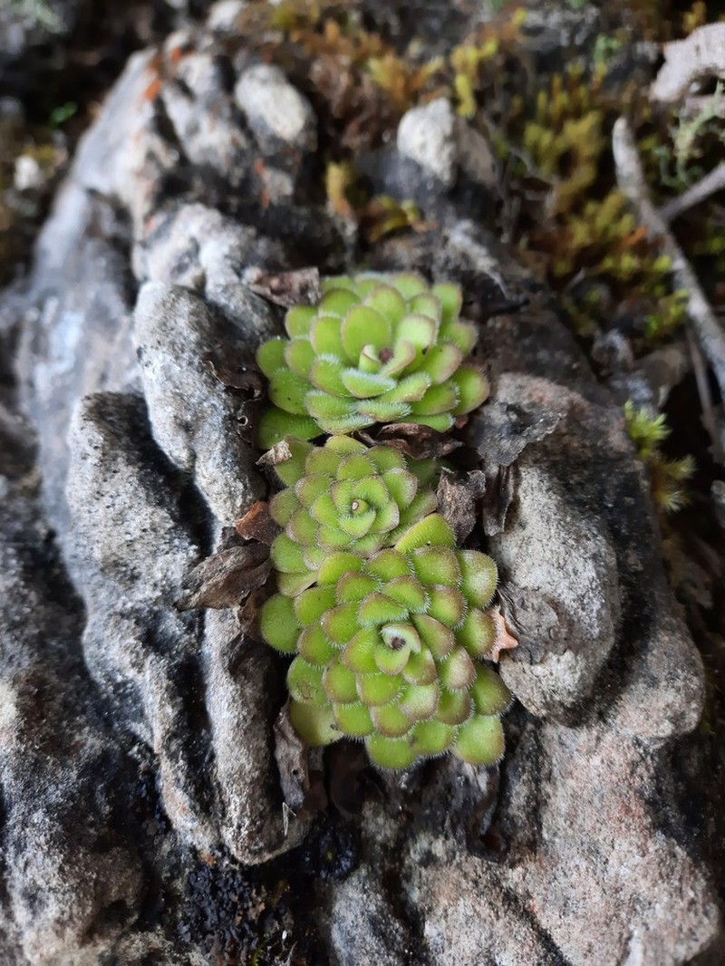 Pinguicula martinezii photo 8