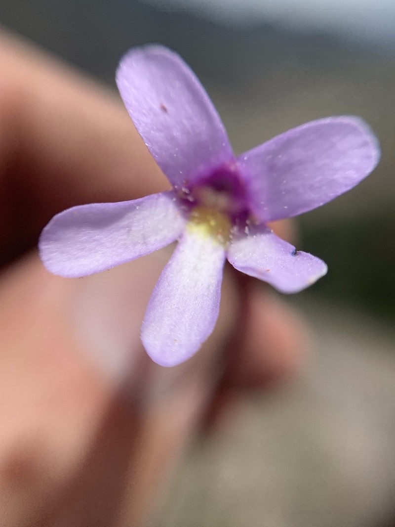 Pinguicula medusina