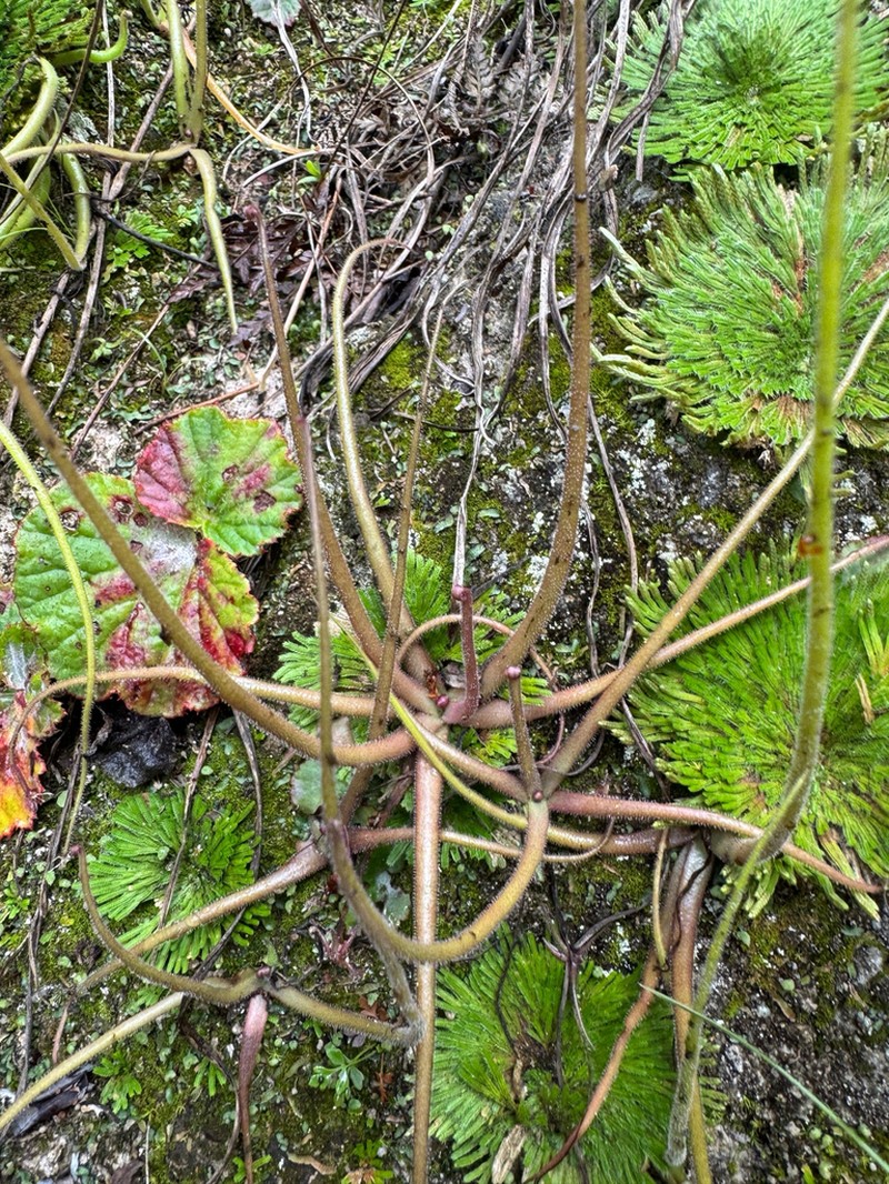 Pinguicula medusina photo 2