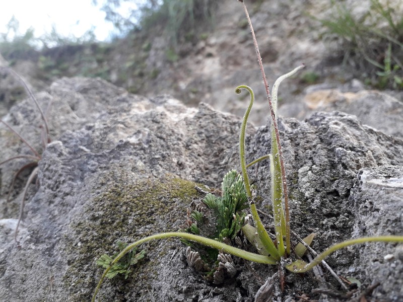 Pinguicula medusina photo 3