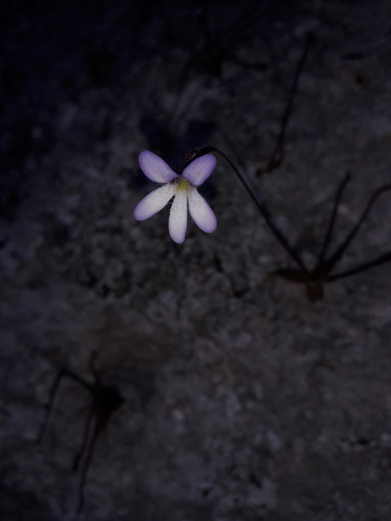 Pinguicula medusina photo 4