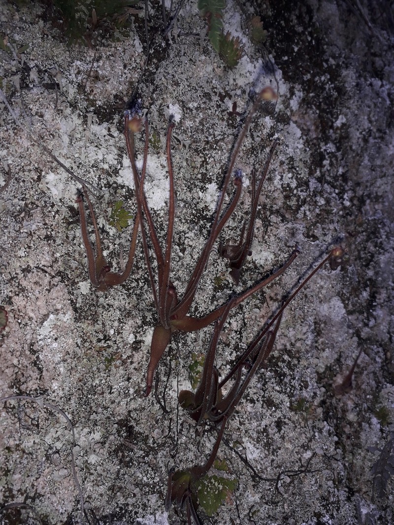 Pinguicula medusina photo 5