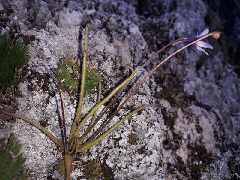 Pinguicula medusina photo 6