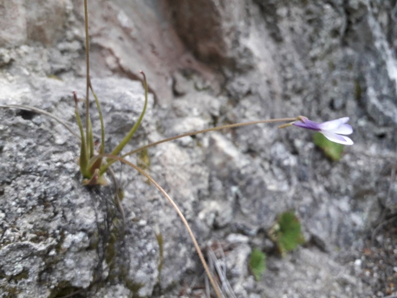 Pinguicula medusina photo 7