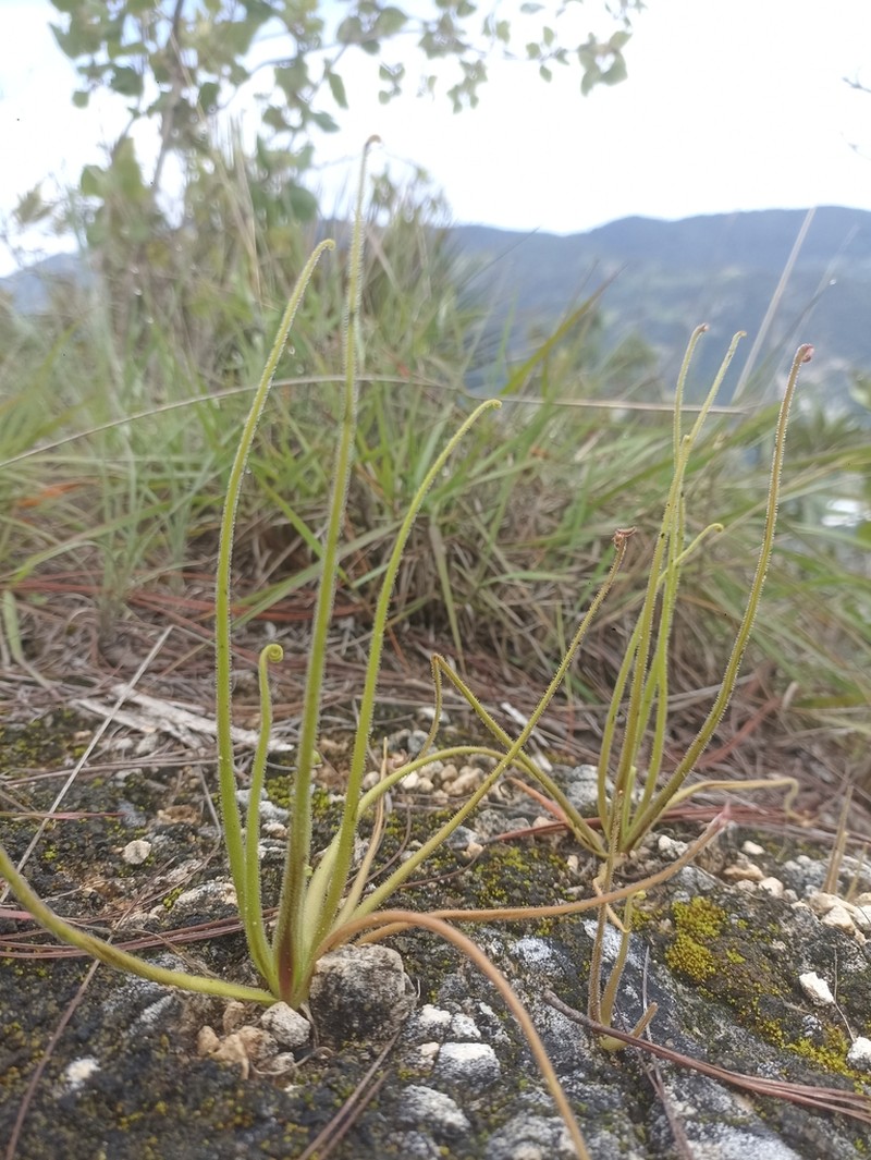 Pinguicula medusina photo 8