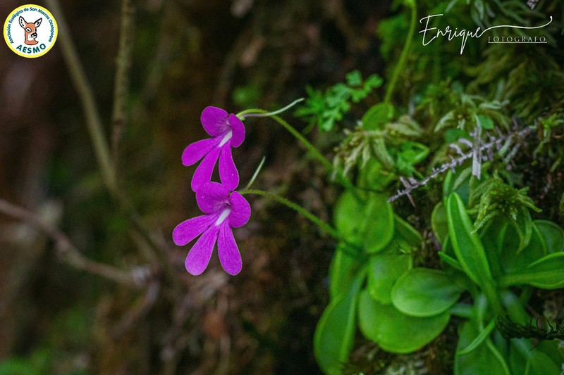 Pinguicula mesophytica