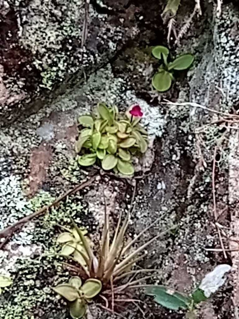 Pinguicula mesophytica photo 2