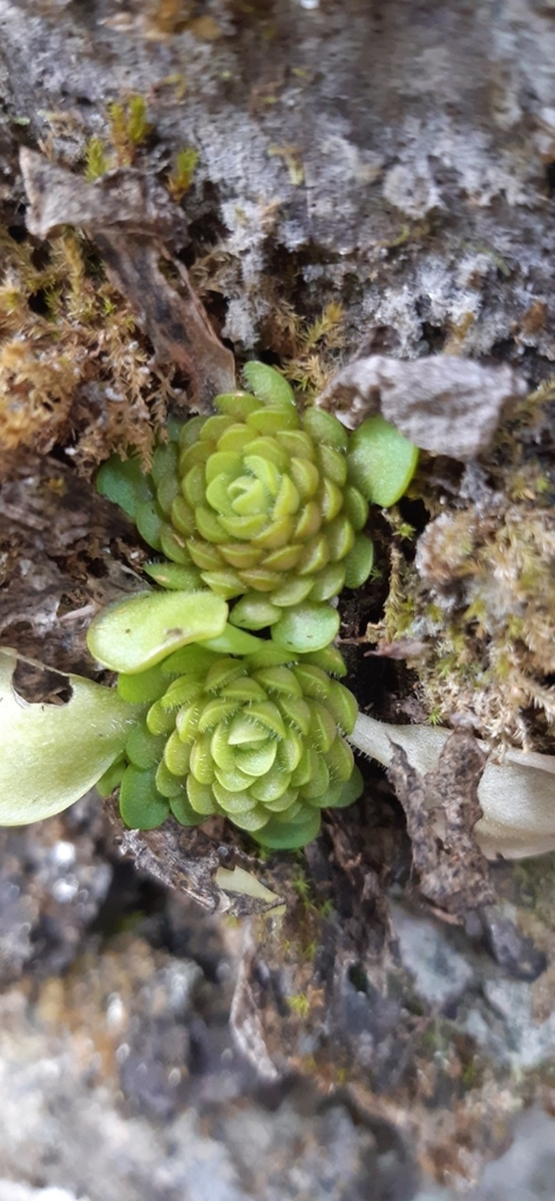 Pinguicula mesophytica photo 4