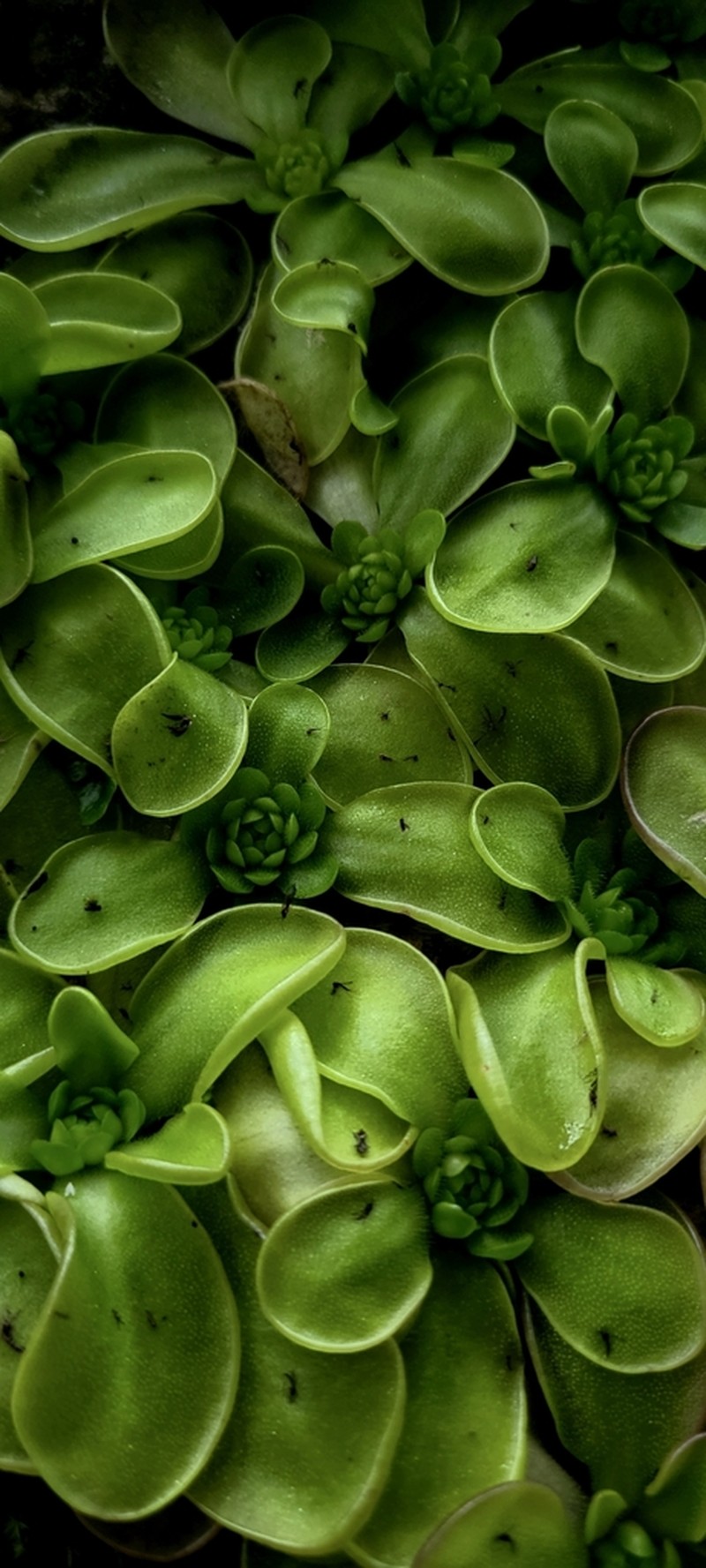 Pinguicula mesophytica photo 5