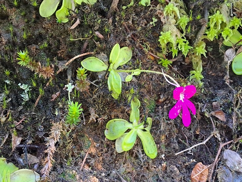 Pinguicula mesophytica photo 6