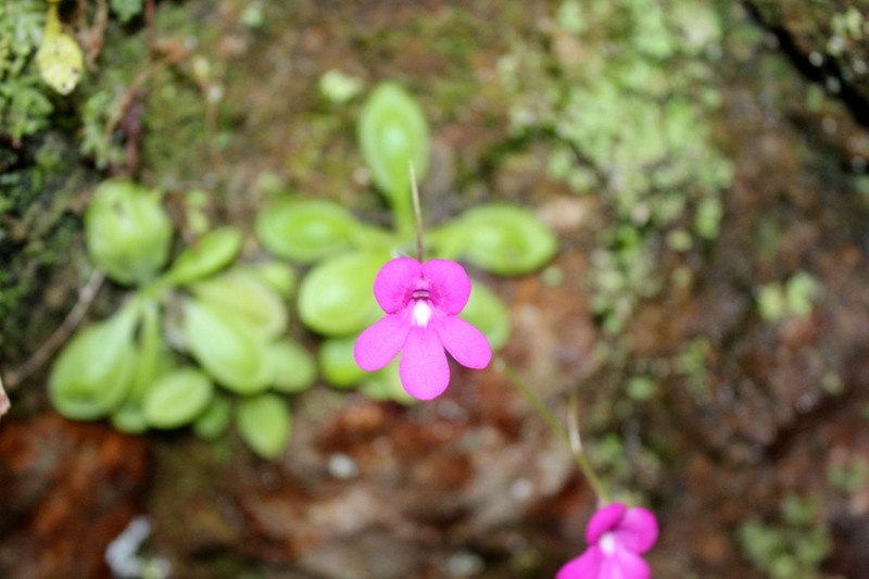 Pinguicula mesophytica photo 7