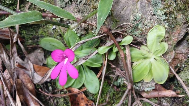 Pinguicula mesophytica photo 8
