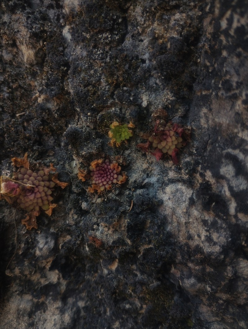 Pinguicula mirandae photo 2