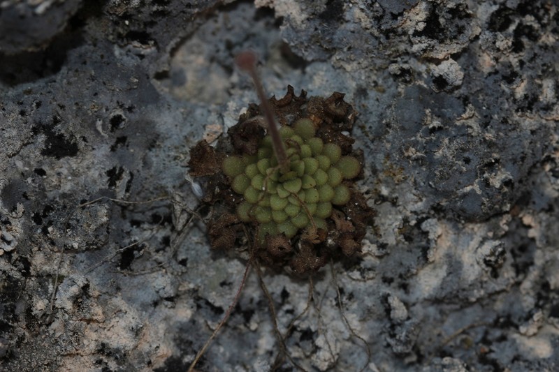 Pinguicula mirandae photo 3