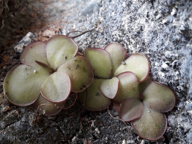 Pinguicula mirandae photo 4