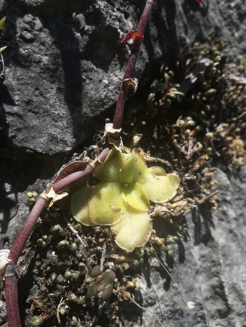 Pinguicula mirandae photo 5