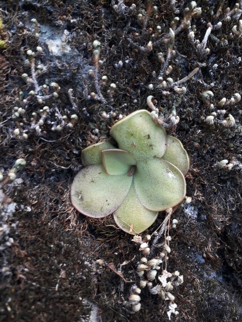 Pinguicula mirandae photo 6
