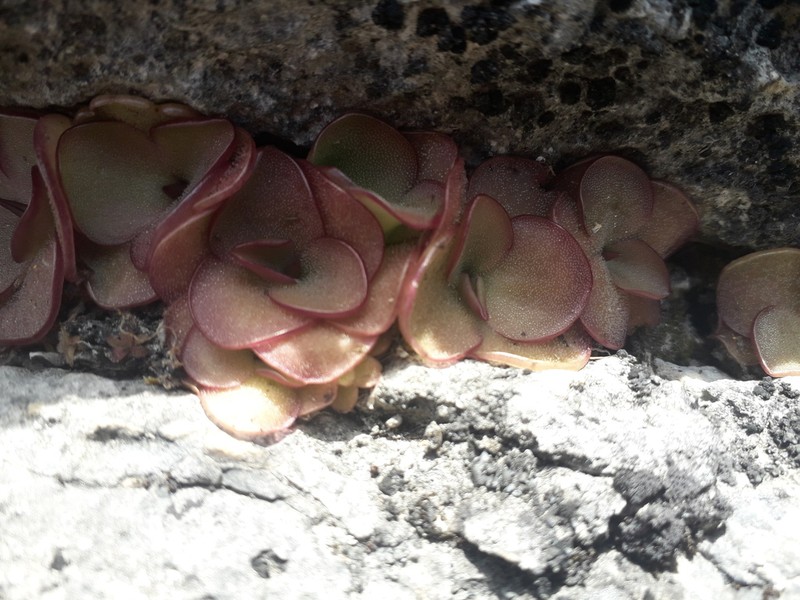 Pinguicula mirandae photo 7