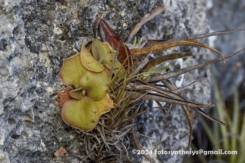 Pinguicula mirandae photo 8