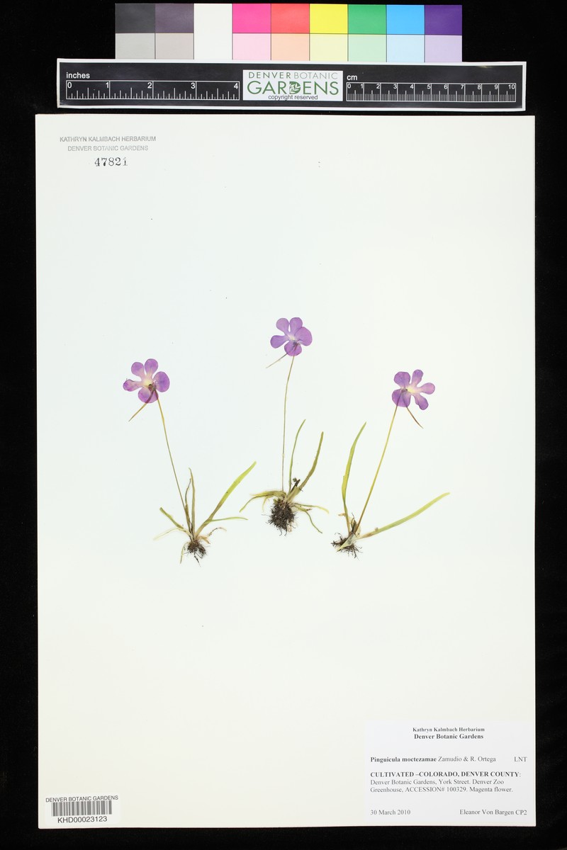 Pinguicula moctezumae photo 3